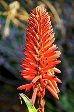 aloe flower.jpg