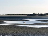 river with egret.jpg