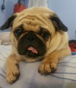 Roxy 5yrs old.jpg Roxy 5yrs old.jpg