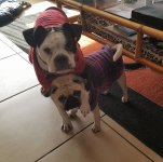 Lili and Roxy 4 yrs old 2.jpg Lili and Roxy 4 yrs old 2.jpg
