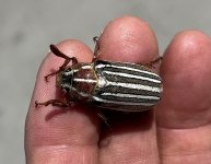 10 lined June beetle.jpg