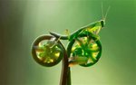 cycling mantis.jpg