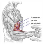 brachialis.jpg