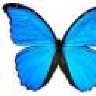 blue morpho