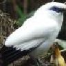 Dungeon_Bird