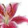 Pink_Lilly
