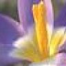 CrocusBlooming