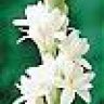 tuberose