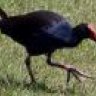 pukeko