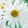 kdaisy