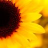 Sunflower_