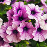 Petunia