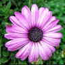 flowerpowerxx91