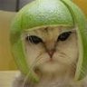 CLON DE lA GATA