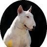 Bullterrier1