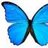 blue morpho