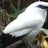 Dungeon_Bird