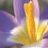 CrocusBlooming