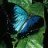 blue butterfly