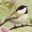 Chickadee77