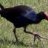 pukeko