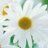 kdaisy