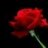 Yossi