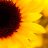 Sunflower_