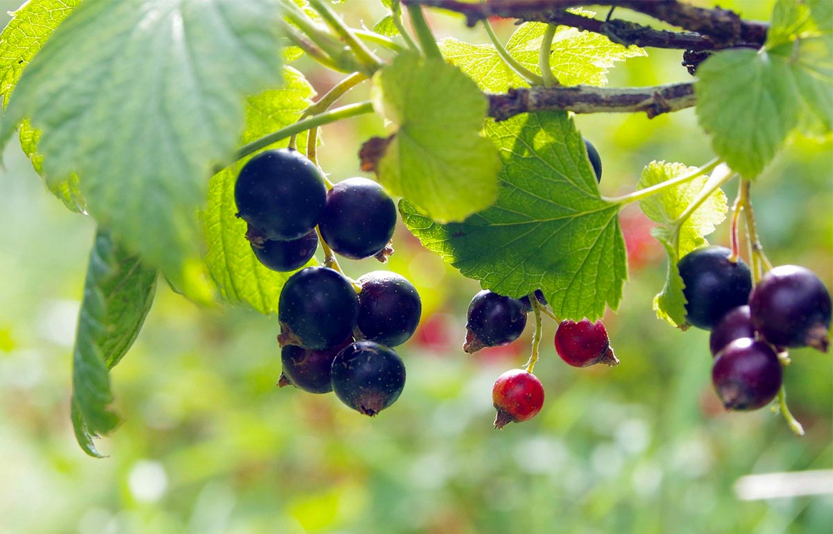 Cassis Berry:  The New King of the Superfruits