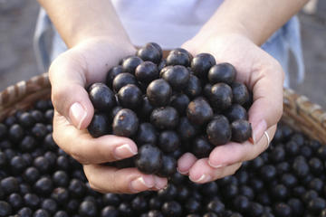 Antioxidant-rich Acai Berries – The Facts: Packed with vitamins A, B1, B2, B3, C, E and Antioxidants!