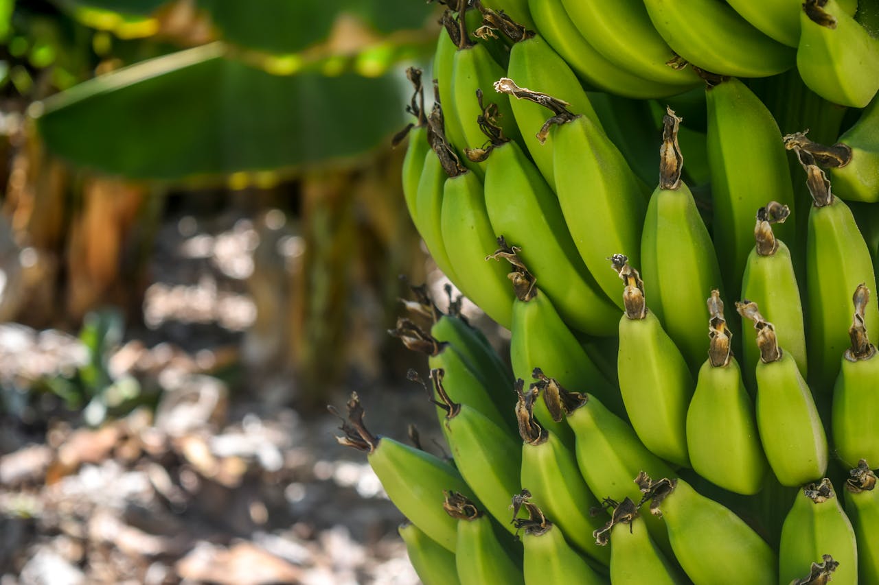 Natürliche Booster für Sportler: Was Inulin, Quercetin & Co. wirklich leisten