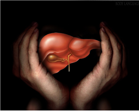 Your Liver: Hard at Work!