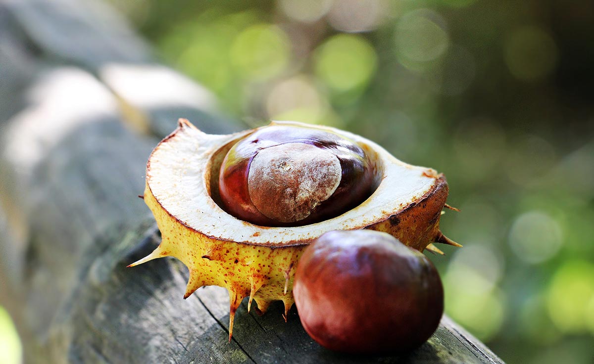 Unlocking the Benefits of Horse Chestnut: A Natural Approach to Vein Health