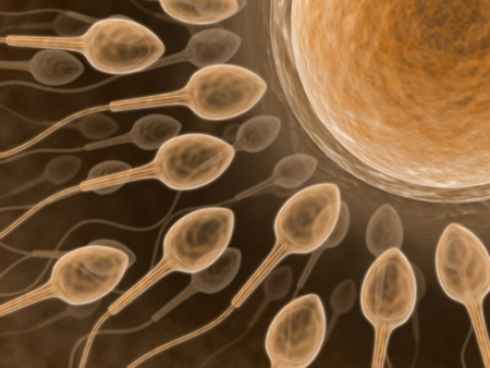 Los espermatozoides se convierten en  esprínters