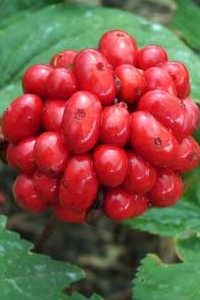 Ginseng para mejorar el rendimiento físico